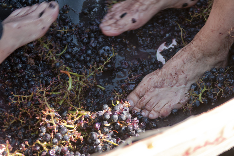 Members of Team Bonzai and Zombie Schnitzel fight to stomp the most grapes during GermanFest\'s Beer Games at the Athenaeum in Indianapolis, Saturday, Oct. 12, 2013.