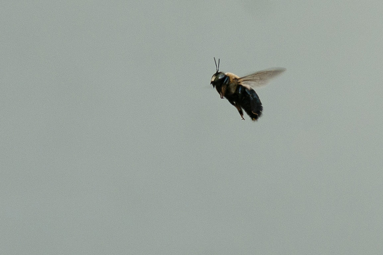 Bee! I found this guy buzzing around downtown Seymour.