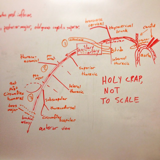 Poorly proportioned picture representation (with alliteration!) of arteries of the right arm. This is one of my first drawings in medical school, and anatomy class (for which I used this to study) would begin my long, slow dive into my habit of drawing pictures on whiteboards and blank paper. I wasn\'t the only one; drawings of brachial plexuses and biochemical pathways festooned every whiteboard in the medical school hallway, drawn by many different hands.